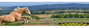 Complément alimentaire pour la circulation sanguine du cheval | AJC Nature