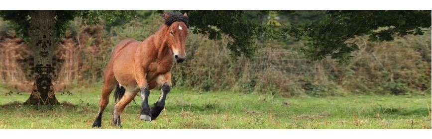 Complément alimentaire Anti-stress et calmant pour le cheval | AJC Nature