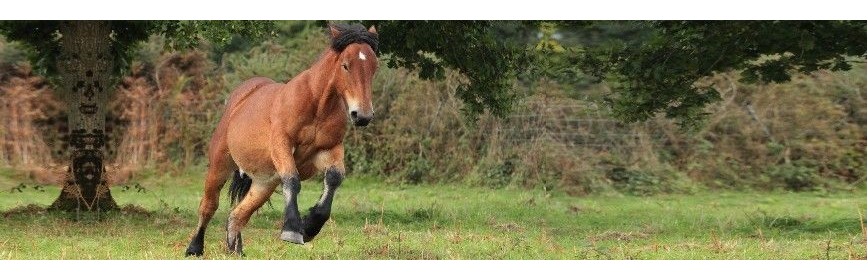 Anti-stress et calmant pour le cheval. Utilisable en cas d'anxiété.