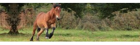 Anti-stress et calmant pour le cheval. Utilisable en cas d'anxiété.