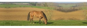 Gamme complète pour traiter la peau du cheval | AJC Nature