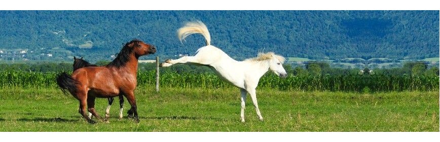 Gamme de vermifuge naturel pour le cheval | AJC Nature