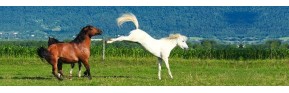 Compléments alimentaires Vermifuge naturel pour le cheval | AJC Nature
