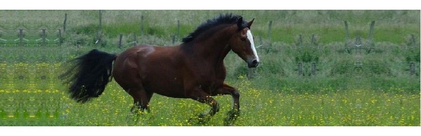 Articulaires Pathologies Articulaires Cheval | Dossier Santé | AJC Nature