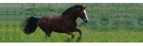 Problèmes Articulaires Cheval | Dossier Santé | AJC Nature