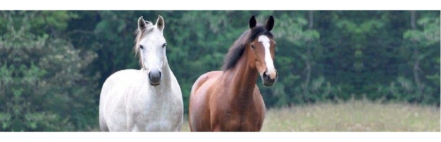 Gamme complète de CMV et minéraux pour le cheval | AJC Nature