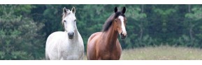 Gamme complète de CMV et minéraux pour le cheval | AJC Nature