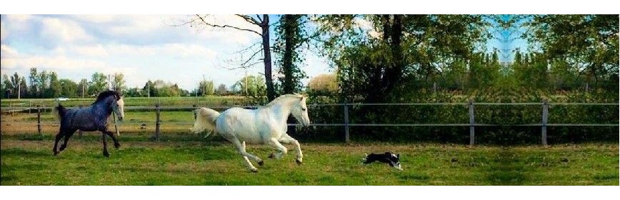 Compléments alimentaire pour la pousse des sabot et des crins du cheval| AJC Nature
