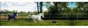 Compléments alimentaire pour la pousse des sabot et des crins du cheval| AJC Nature
