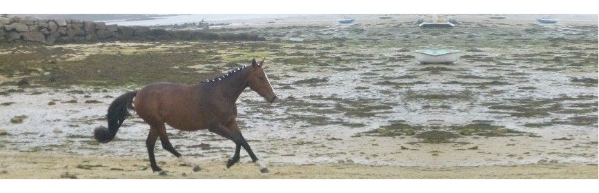 Complément alimentaire pour les muscles du cheval | AJC Nature
