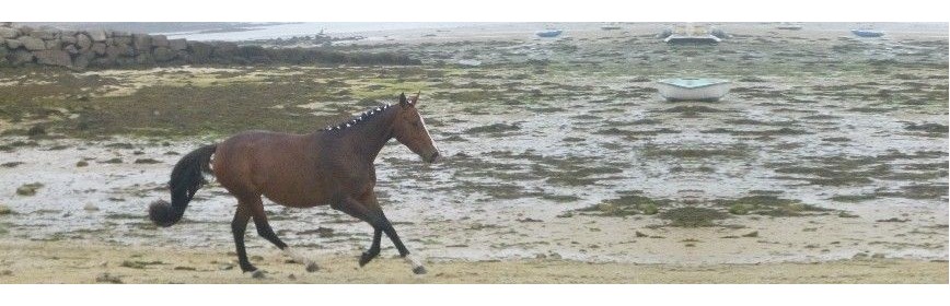 Drainage et hygiène des muscles du cheval | AJC Nature