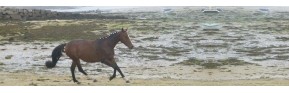 Complément alimentaire pour les muscles du cheval | AJC Nature