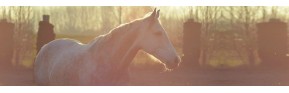 Compléments alimentaires et Cures de saison pour le cheval | AJC Nature