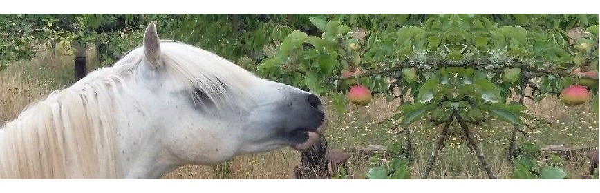 Une sélection de friandises naturelles pour le cheval | AJC Nature