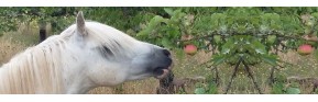 Une sélection de friandises naturelles pour le cheval | AJC Nature