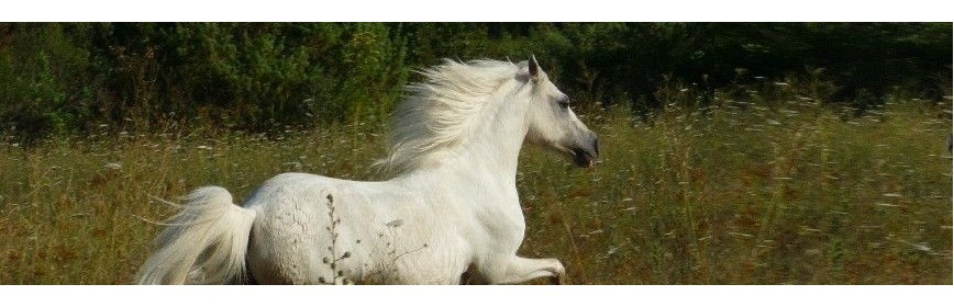Compléments alimentaires et Plantes médicinales pour le cheval | AJC Nature