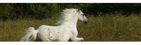 Compléments alimentaires et Plantes médicinales pour le cheval | AJC Nature