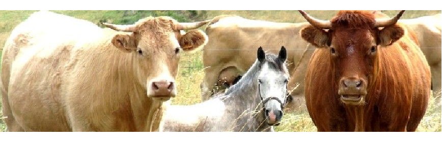 Semences de prairie et plantes sauvages pour chevaux | AJC Nature