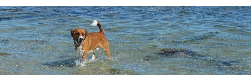 Compléments alimentaires et lotions pour la peau du chien | AJC Nature