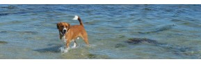 Compléments alimentaires et lotions pour la peau du chien | AJC Nature