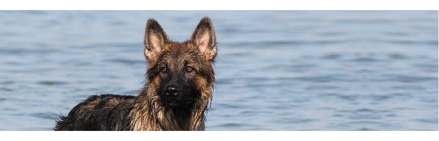 Yeux, Oreilles et Dents Soins des yeux et des oreilles | Dentifrice naturel pour le chien | AJC Nature