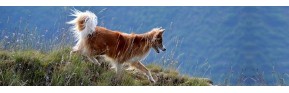 Soins des articulations (arthrose, boiterie,...) du chien | AJC Nature