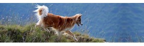 Complément alimentaire pour les articulations du chien (arthrose)| AJC Nature
