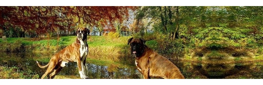 Complément alimentaire Drainage et aide à la digestion du chien | AJC Nature