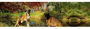 Complément alimentaire Drainage et aide à la digestion du chien | AJC Nature