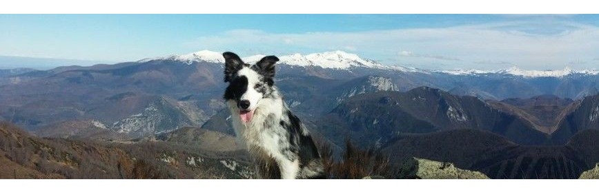Respiration chien Aide à la respiration du chien (Toux, difficultés,...) | AJC Nature