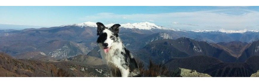 Aide à la respiration du chien (Toux, difficultés,...) | AJC Nature