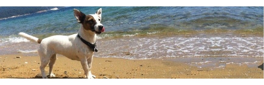Complement alimentaire Anti-stress et nervosité pour le chien | AJC Nature