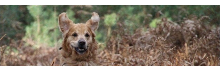 Complément alimentaire, vitamines et minéraux pour le chien | AJC Nature