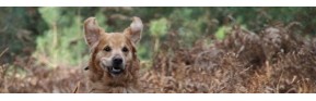 Complément alimentaire, vitamines et minéraux pour le chien | AJC Nature