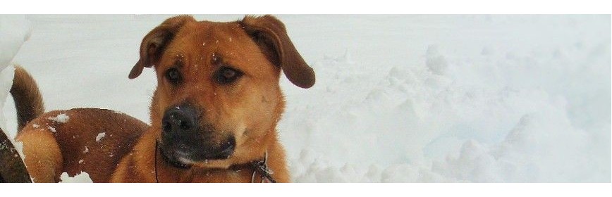 Parasites intestinaux Gamme de vermifuge naturel pour le chien | AJC Nature