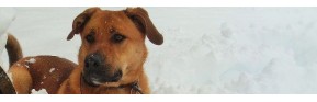 Complément alimentaire vermifuge naturel pour le chien | AJC Nature