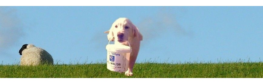Friandises chien Une sélection de friandises pour le chien | AJC Nature