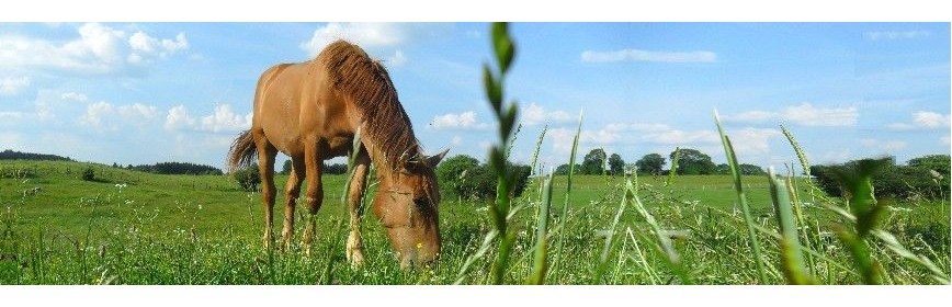 Plantes pour drainage en cas de fourbure chez le cheval | AJC Nature