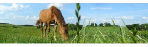Compléments alimentaires en cas de fourbure chez le cheval | AJC Nature