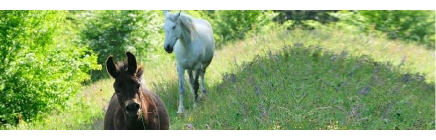 Dermite Estivale Cheval | Dossier Santé | AJC Nature