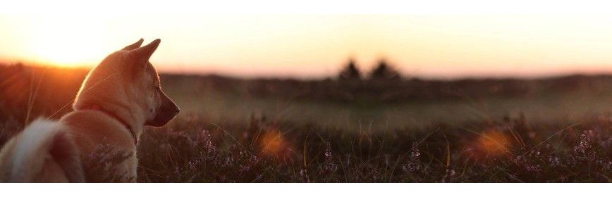 Compléments alimentaires en PROMOTIONS pour Chien - AJC Nature