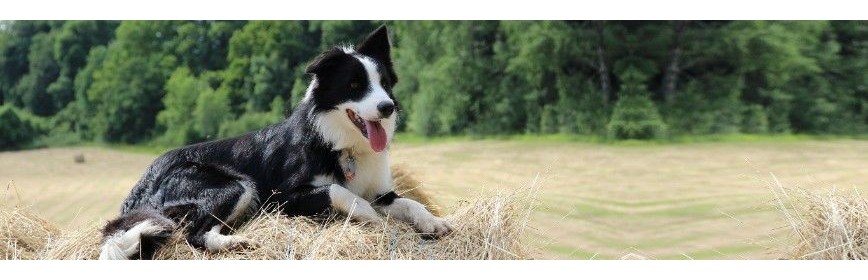 DAPP (ou Dermatite par Allergie aux Piqures de Puces) LA DAPP | Dermatite par Allergie aux Piqûres de Puces | Chien