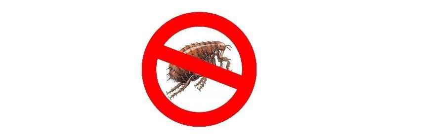 Puces Les Puces chez le Chien | Dossier Santé | AJC Nature
