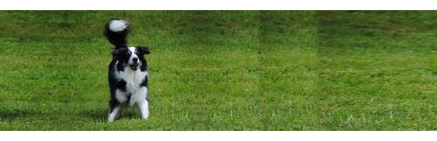 Peur Chien qui a peur | Dossier Santé | AJC Nature