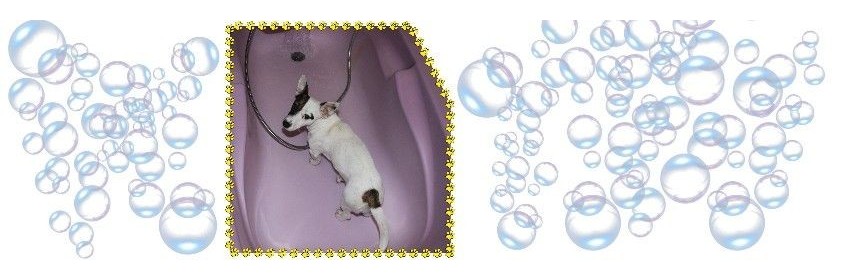 Lavage Laver son chien | Dossier Santé | AJC Nature