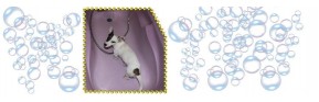 Laver son chien | Dossier Santé | AJC Nature