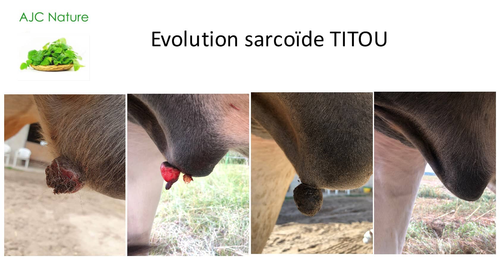 AJC Nature - Evolution Sarcoïde Titou.jpg